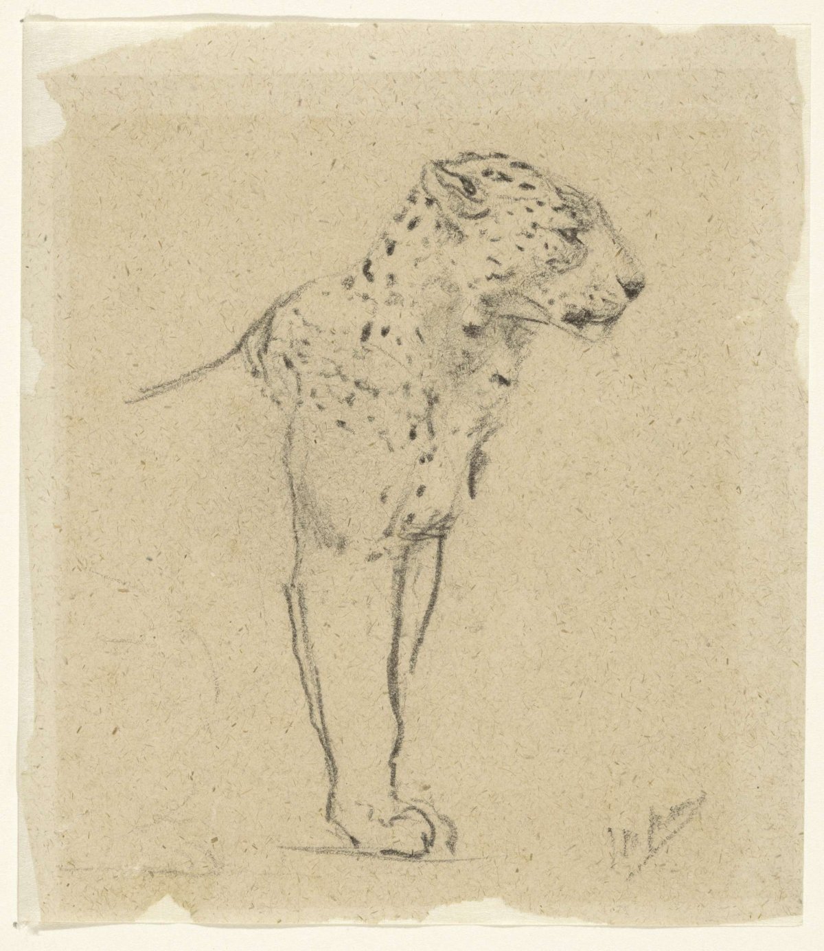 Study of a standing leopard, John Macallan Swan, 1857 - 1910