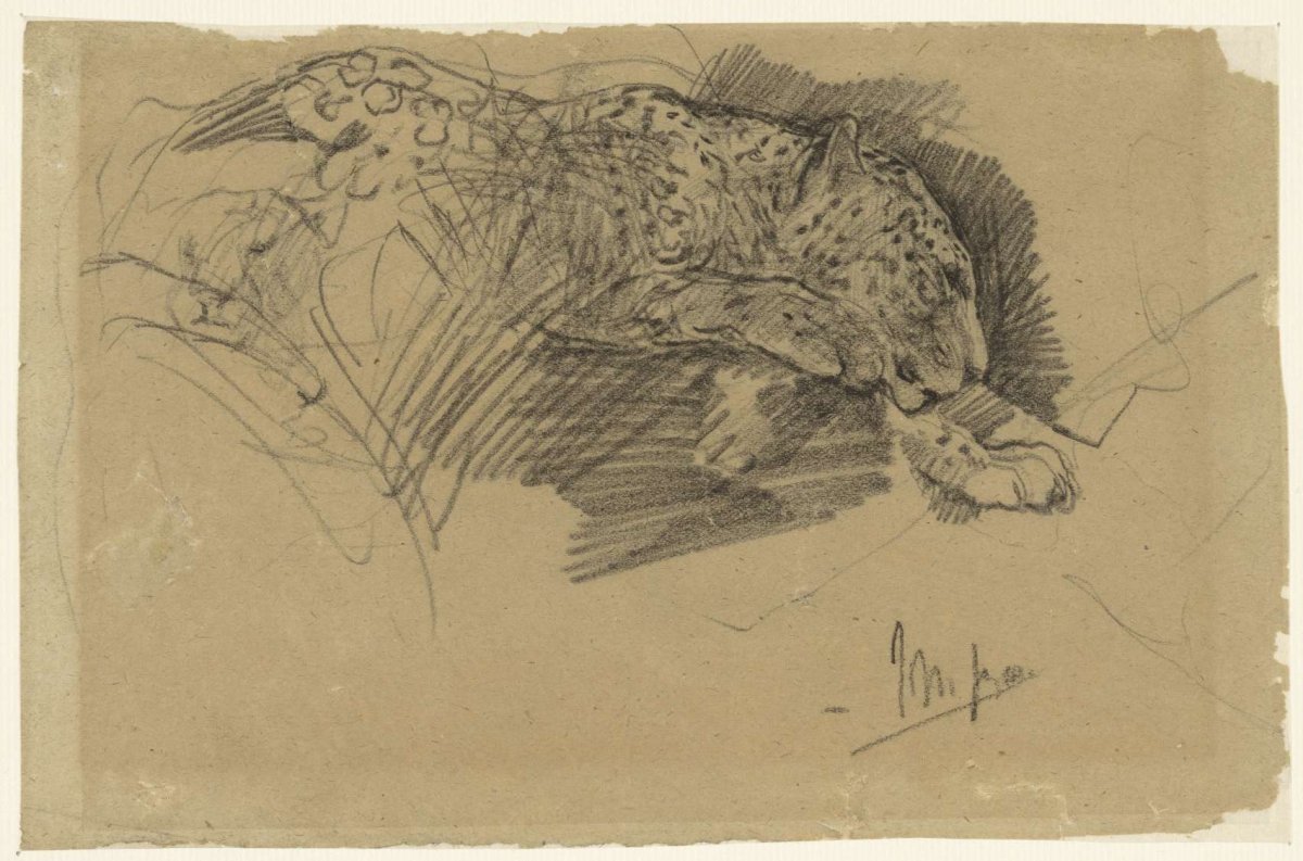 Studies of a leopard, John Macallan Swan, 1857 - 1910