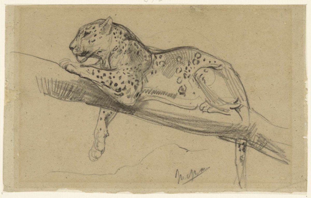Study of a leopard lying on a branch, John Macallan Swan, 1857 - 1910