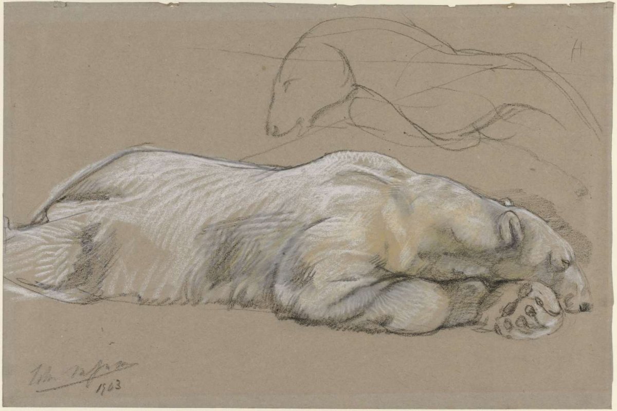 Studies of a Recumbent Polar Bear, John Macallan Swan, 1903