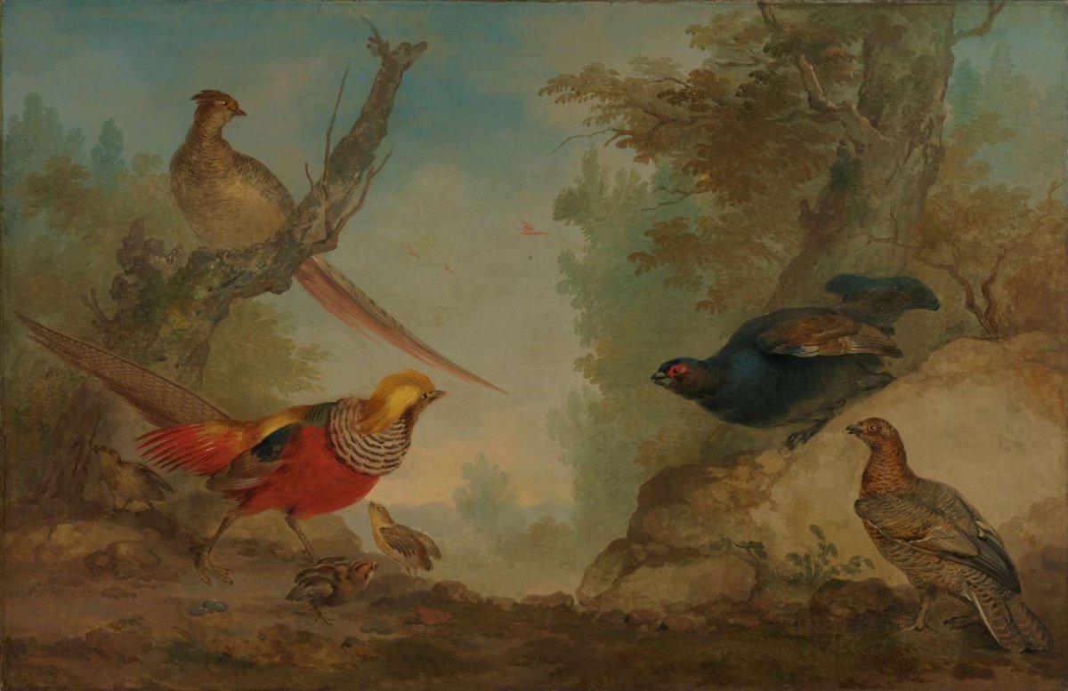 Pheasants, Aert Schouman, 1730 - 1760