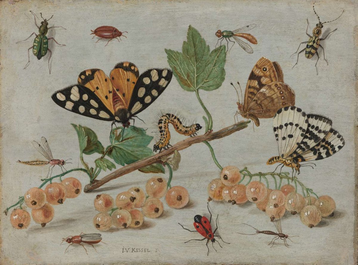Sprig of White Currants with Insects, Jan van Kessel (I), c. 1653 - c. 1661